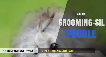 A-Class Grooming: Unleashing the Silver Poodle's Elegance