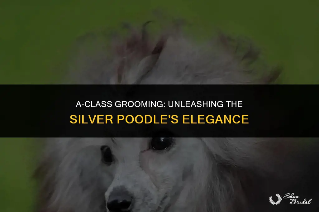 a-class grooming-silver poodle