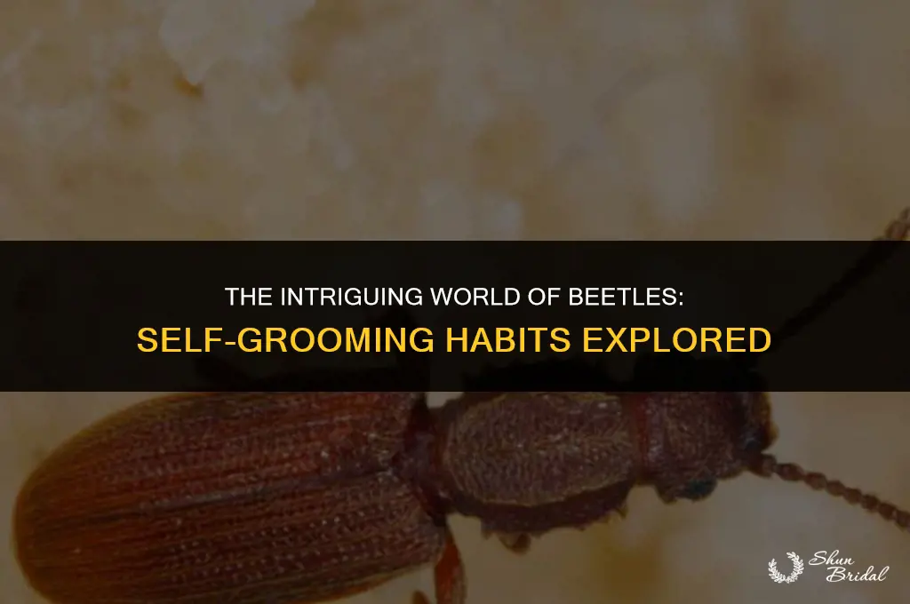 are all beetles self grooming
