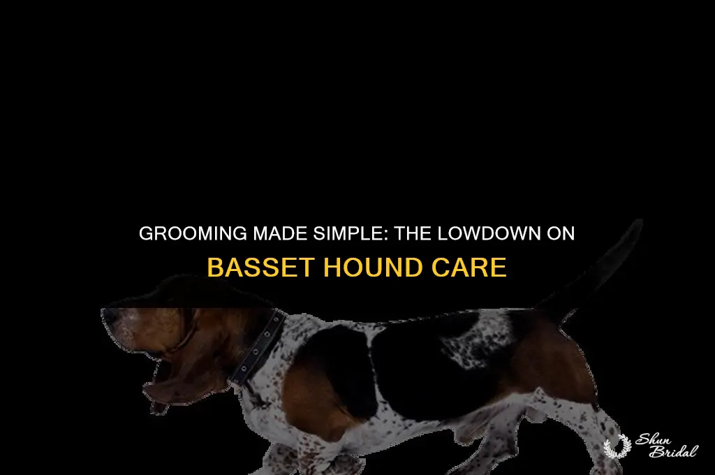 are basset hounds easy to groom