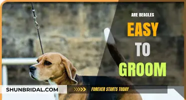 Beagle Grooming Made Simple: Tips for Easy Maintenance