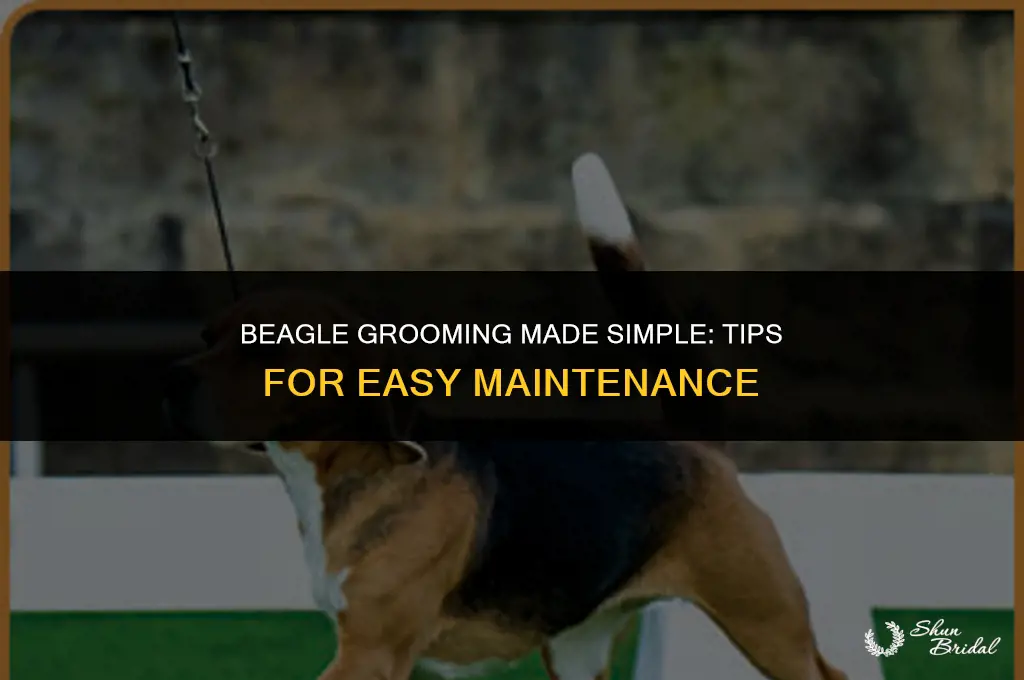 are beagles easy to groom