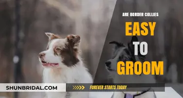Effortless Elegance: The Lowdown on Grooming Border Collies