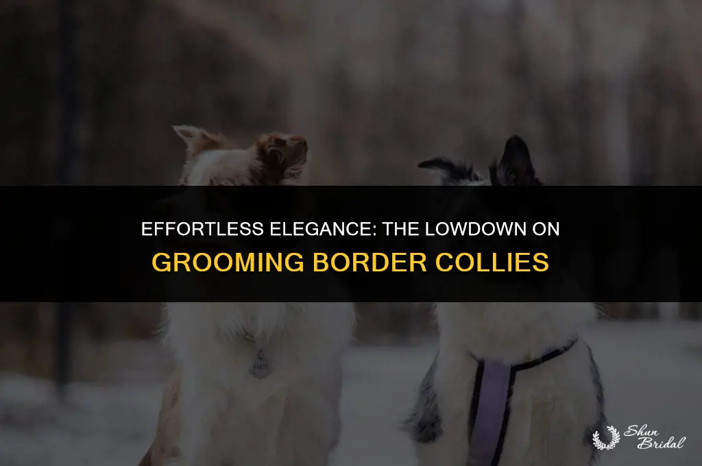 are border collies easy to groom
