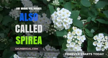 Bridal Veil Bushes vs. Spirea: Unveiling the Botanical Connection