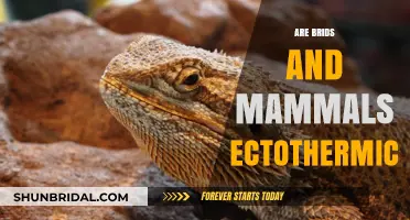Exploring Ectothermy: Are Birds and Mammals Cold-Blooded?