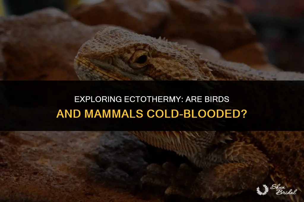 are brids and mammals ectothermic