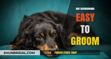 Dachshund Grooming Made Simple: Tips for Hassle-Free Care