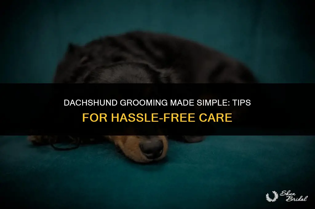 are dachshunds easy to groom