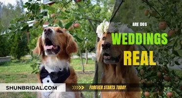 Pet nuptials: Are dog weddings for real?