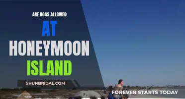 Honeymoon Island: Can Your Dog Join the Celebration?