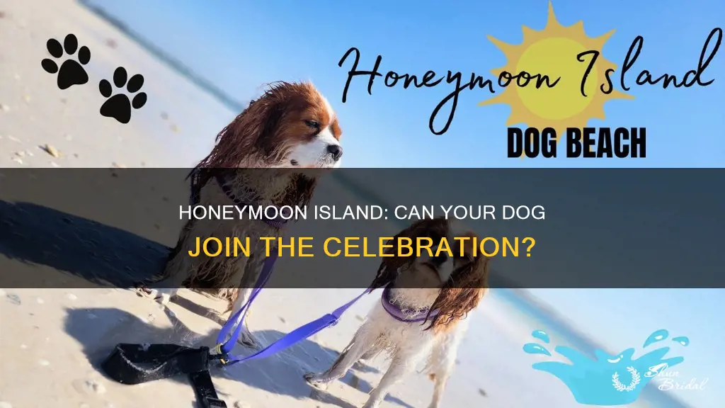 are dogs allowed at honeymoon island