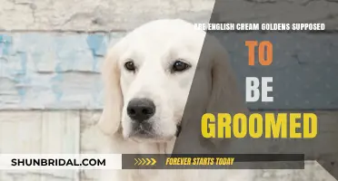 Golden Grooming: The Truth About English Cream Goldens' Coat Care