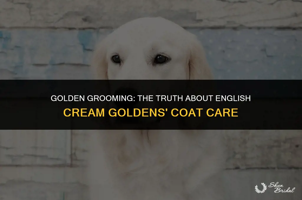 are english cream goldens supposed to be groomed