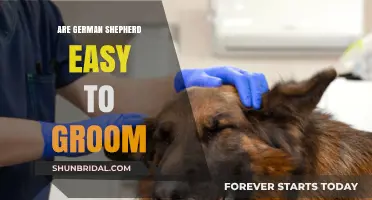 Effortless Grooming: The Truth About German Shepherds' Coat Care