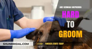 Grooming German Shepherds: A Comprehensive Guide for Dog Owners