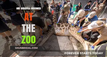 Giraffe Grooming Habits: A Behind-the-Scenes Look at Zoo Care