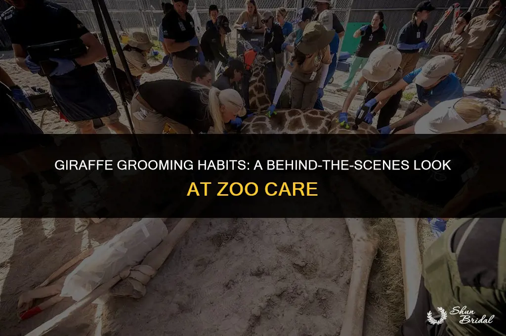 are giraffes groomed at the zoo