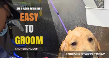 Effortless Elegance: The Golden Retriever's Grooming Guide