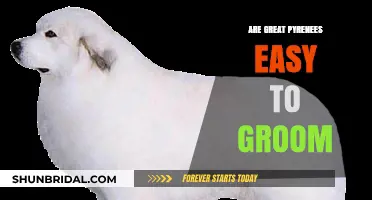 Effortless Elegance: Grooming Your Great Pyrenees Made Simple