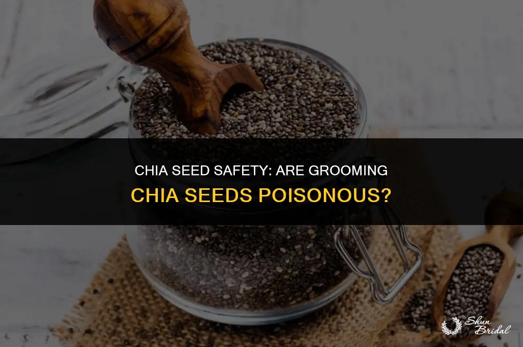are grooming chia seeds poisonous