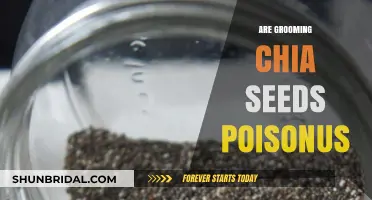 Chia Seeds: Unraveling the Myths About Their Safety