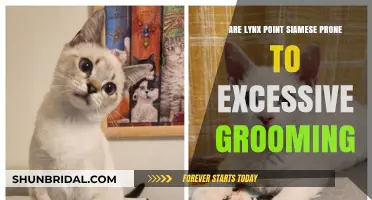 Are Lynx Point Siamese Cats Prone to Excessive Grooming?