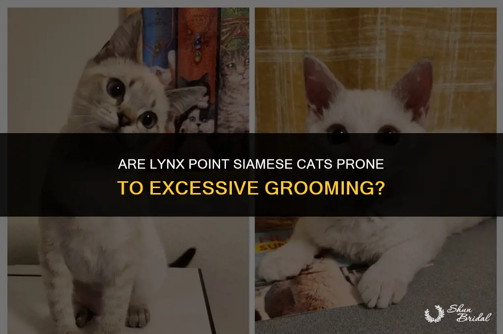 are lynx point siamese prone to excessive grooming