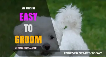 Effortless Elegance: The Lowdown on Grooming Your Maltese Companion
