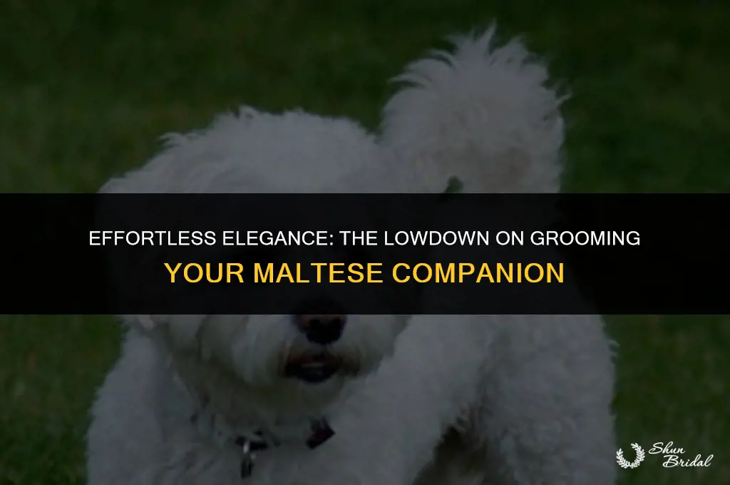 are maltese easy to groom