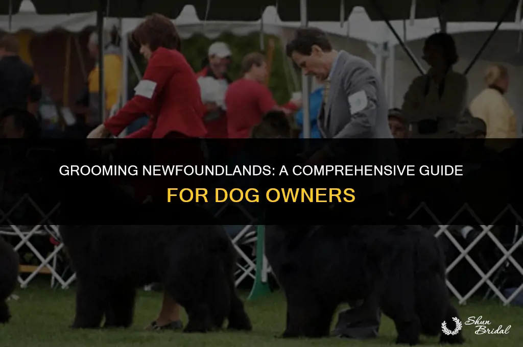 are newfoundlands easy to groom