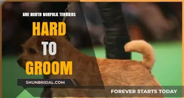 Grooming North Norfolk Terriers: A Comprehensive Guide for Pet Owners