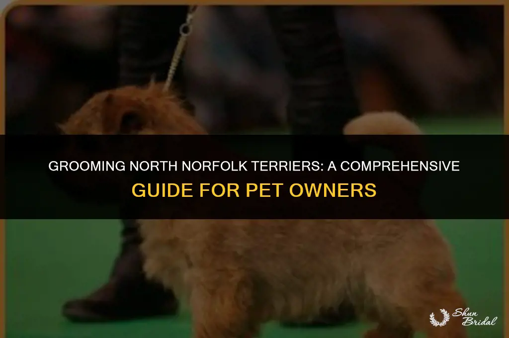 are north norfolk terriers hard to groom