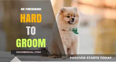Pomeranian Grooming: Tips and Tricks for a Fabulous Fluff