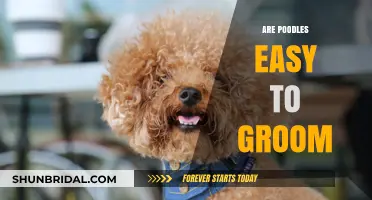 Poodle Grooming Made Simple: Tips for Hassle-Free Maintenance