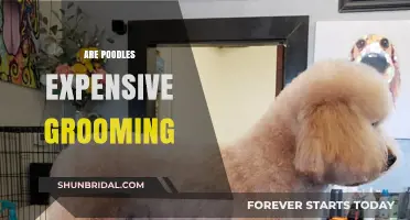 Poodle Grooming Costs: A Comprehensive Guide for Pet Owners