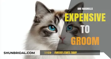 Ragdoll Grooming Costs: Are They Worth the Investment?