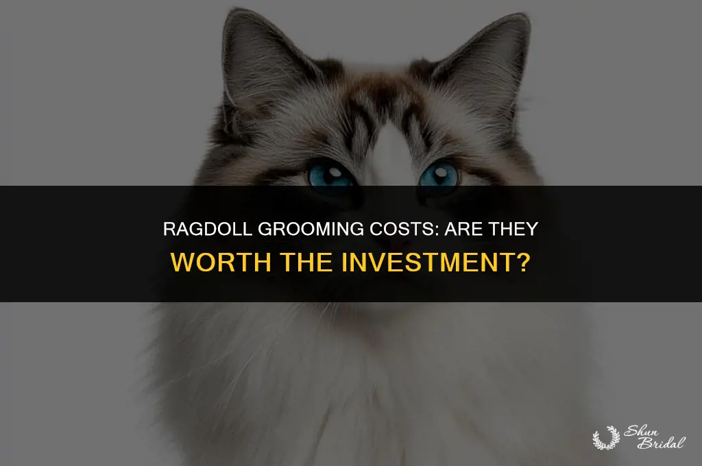 are ragdolls expensive to groom