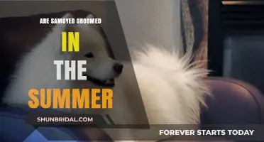 Summer Grooming Essentials for Your Samoyed Companion