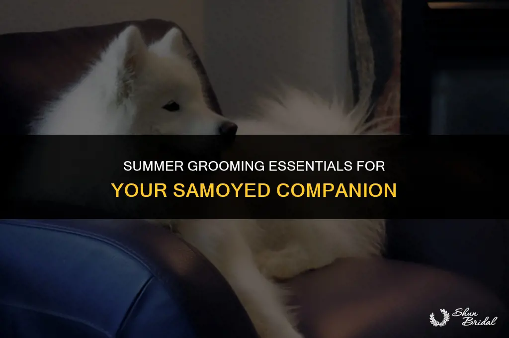 are samoyed groomed in the summer