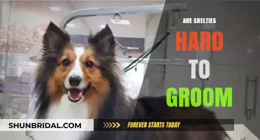 Decoding Sheltie Grooming: A Comprehensive Guide for Dog Lovers