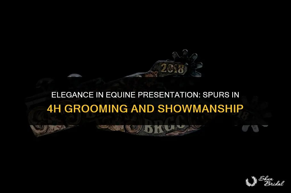 are spurs to be worn in 4h grooming and showmanship
