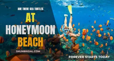 Sea Turtle Haven: Unveiling the Secrets of Honeymoon Beach