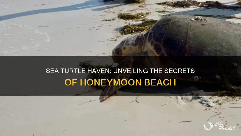 are there sea turtles at honeymoon beach