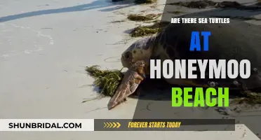 Discovering Sea Turtles at Honeymoon Beach: A Tropical Paradise Exploration