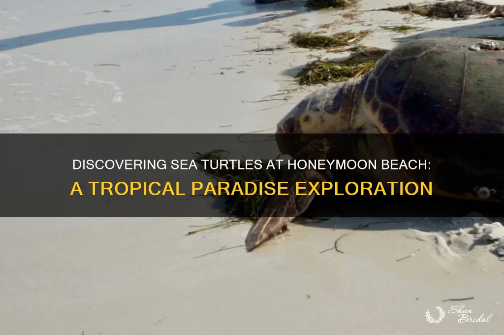 are there sea turtles at honeymoon beach
