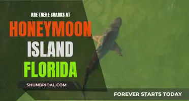 Sharks at Honeymoon Island: Fact or Fiction?