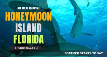 Sharks at Honeymoon Island: A Florida Concern?