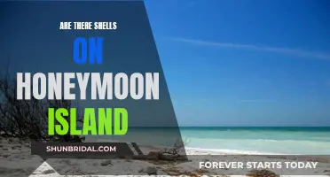 Honeymoon Island: Shells and More