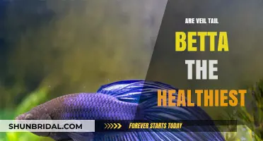 Veil Tail Bettas: Are They the Healthiest Betta Fish Choice?